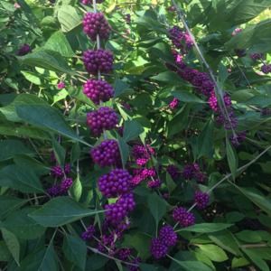 Meet your Posher, Holly